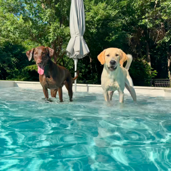 dogs in the pool